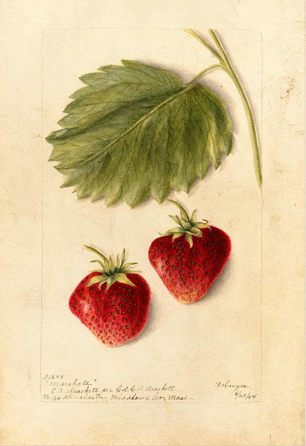 Botanical Botanical/Zoological Strawberry “Marshall” Botanical Framed ...