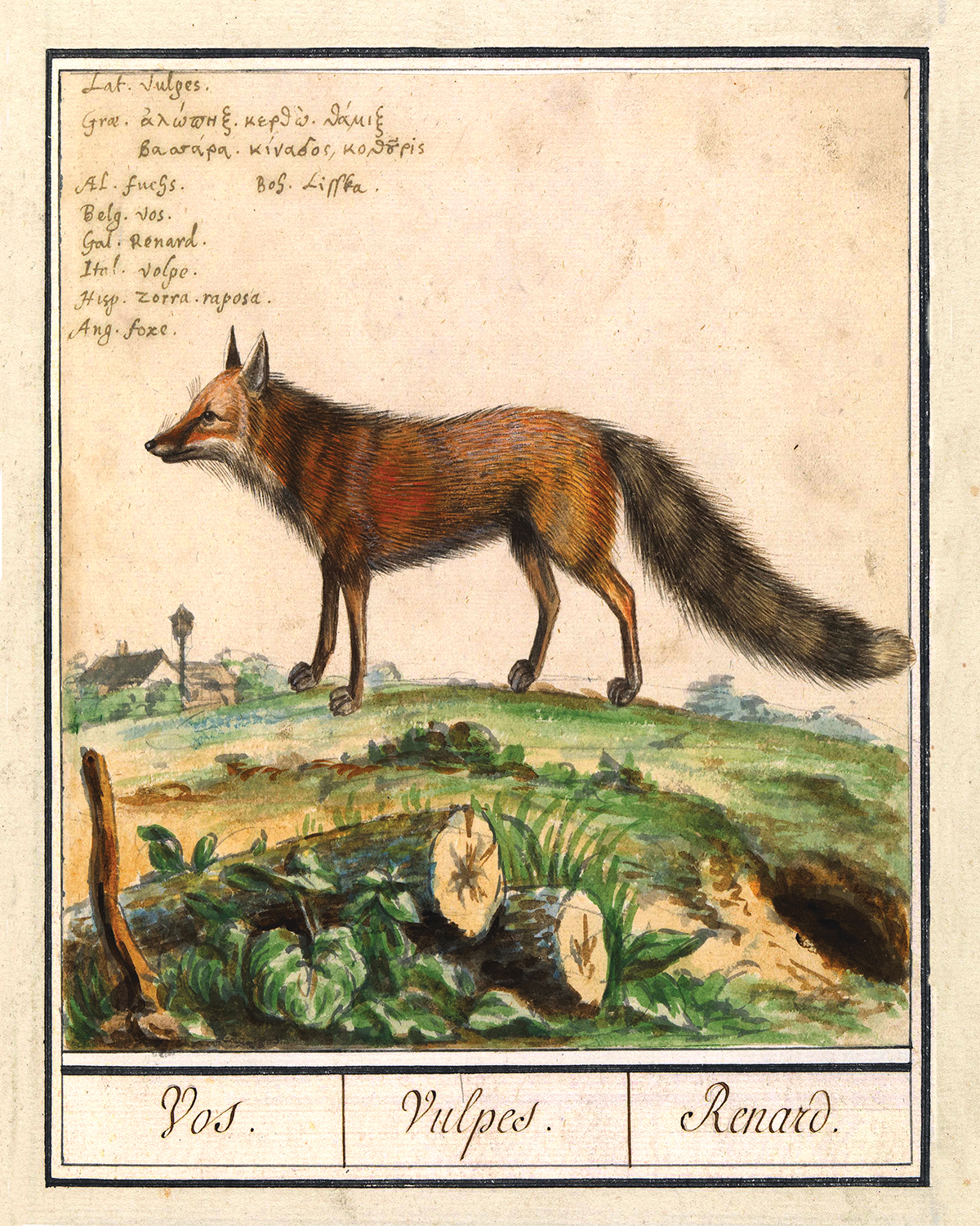 Equestrian/Fox Botanical/Zoological Fox Illustration Framed Print Behind Glass ...