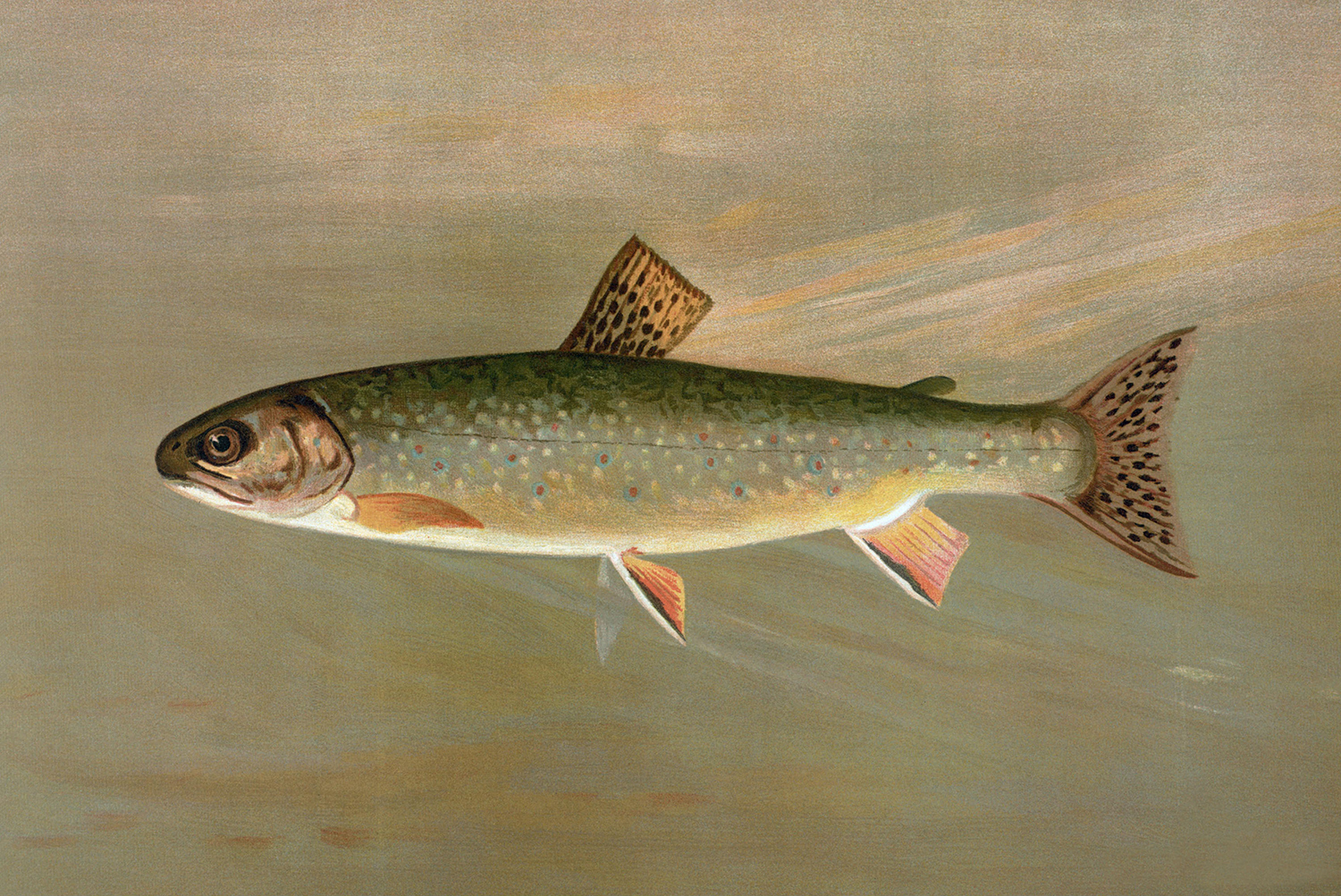 Cabin/Lodge Lodge American Brook Trout Reproduction Print, Framed Be ...