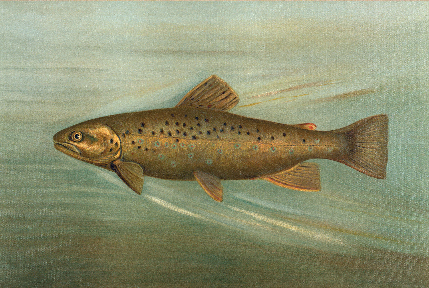 Cabin/Lodge Lodge Brown Trout Reproduction Print, Framed Behind Glas ...