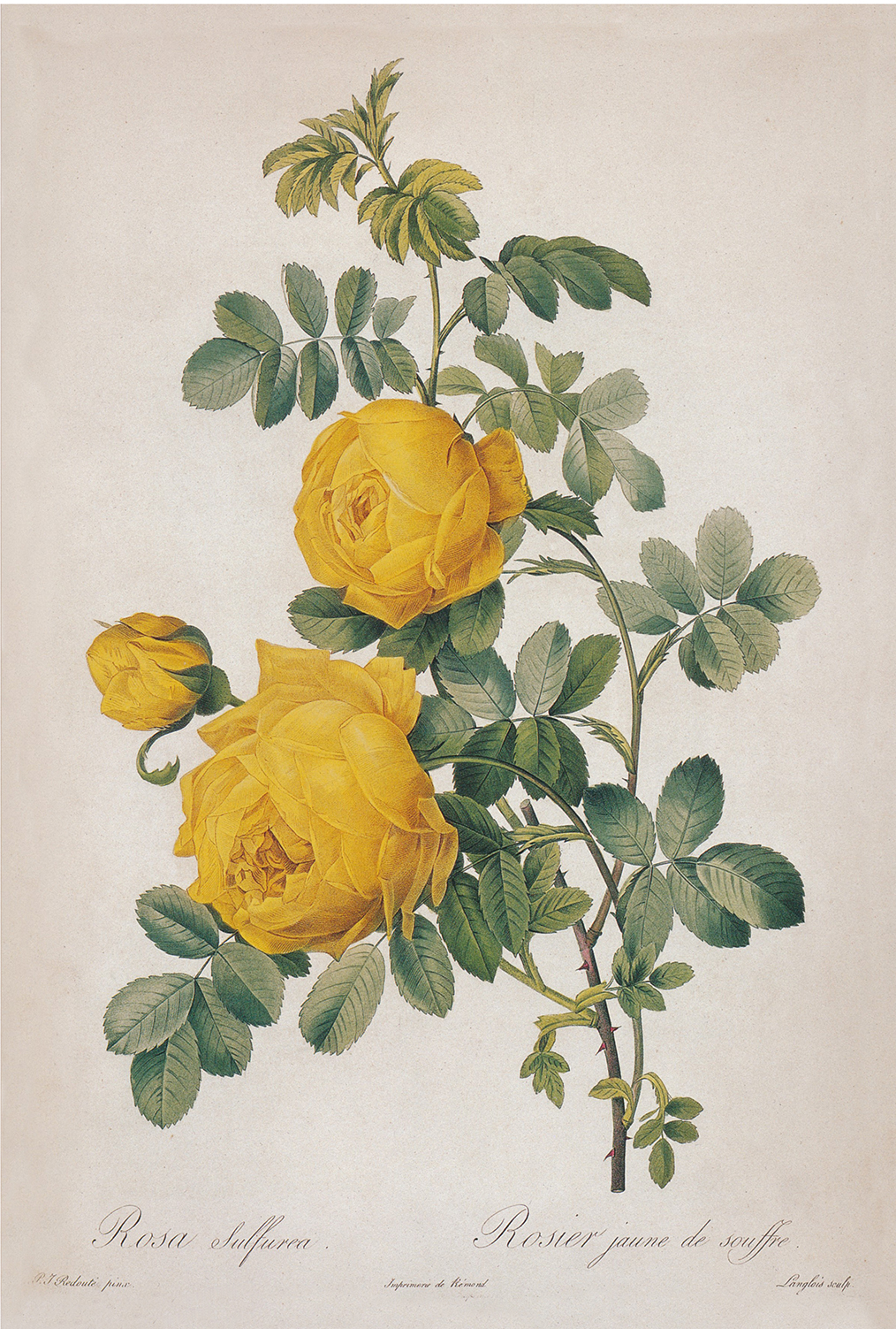 Botanical Botanical/Zoological Rosa Sulfurea Yellow Rose Vintage Color Illustrati ...