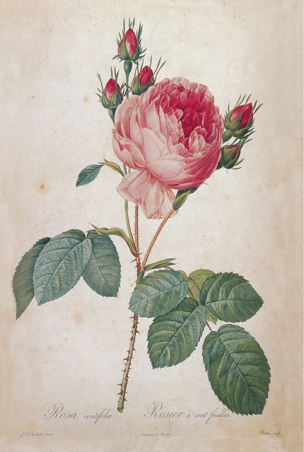 Botanical Botanical/Zoological Cabbage Rose Rosa Centifolia Vintage Color Illustr ...