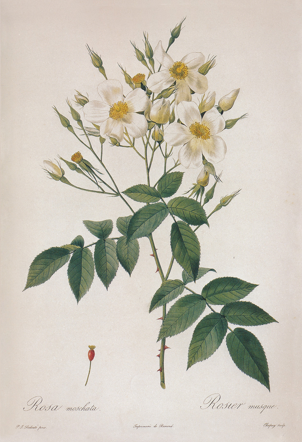 Botanical Botanical/Zoological Rosa Moschata Musk Rose Vintage Color Illustration ...