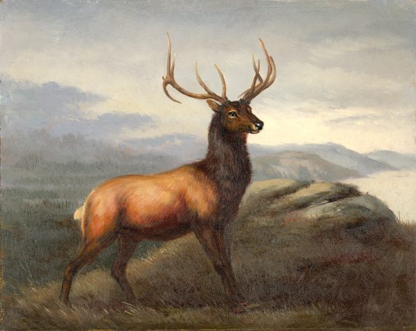 Cabin/Lodge Early American White Tail Stag After Thomas Hinckley