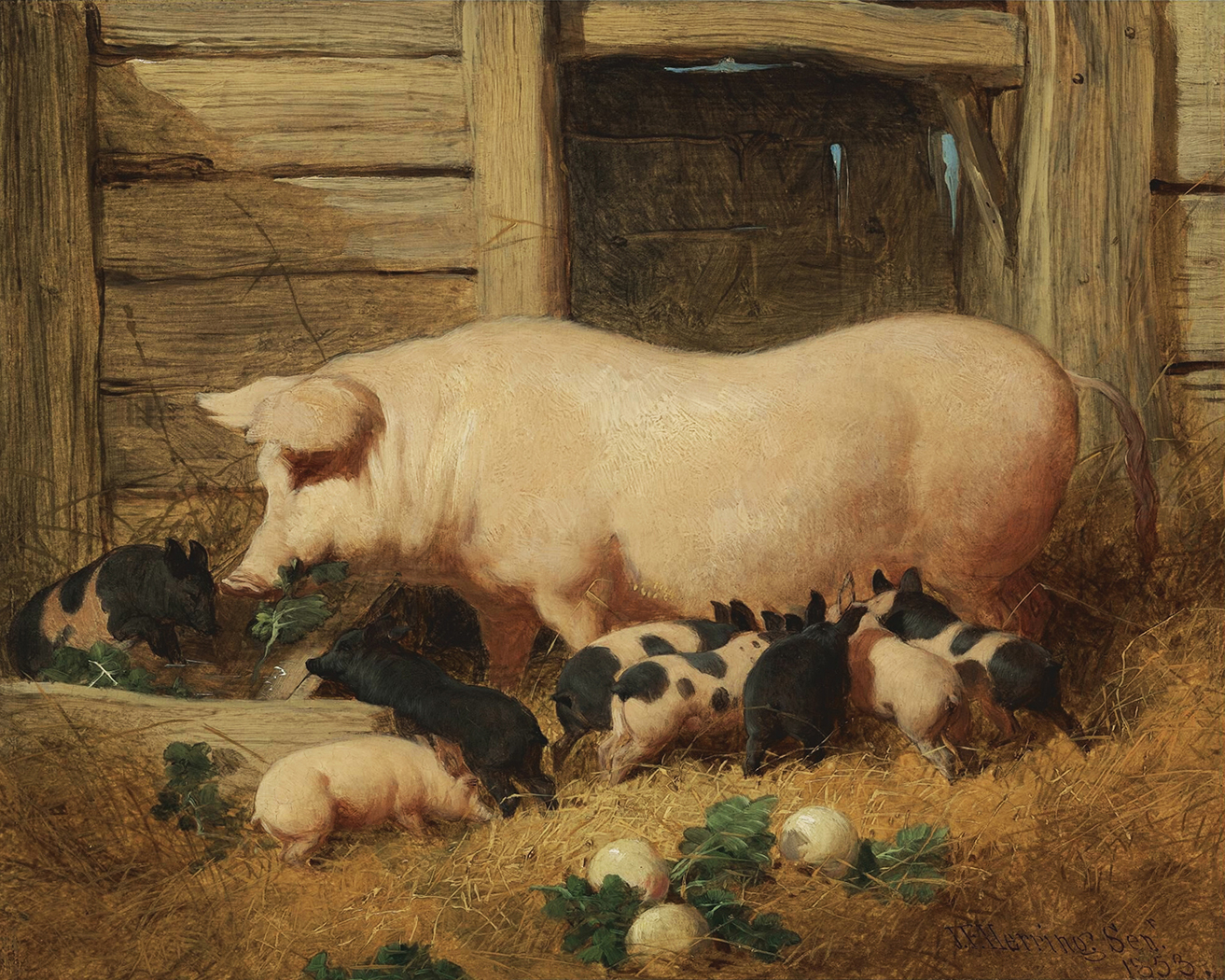 Farm/Pastoral Farm Sow with Piglets ...