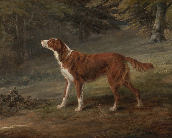 Dogs/Cats Dogs Irish Red and White Setter Dog