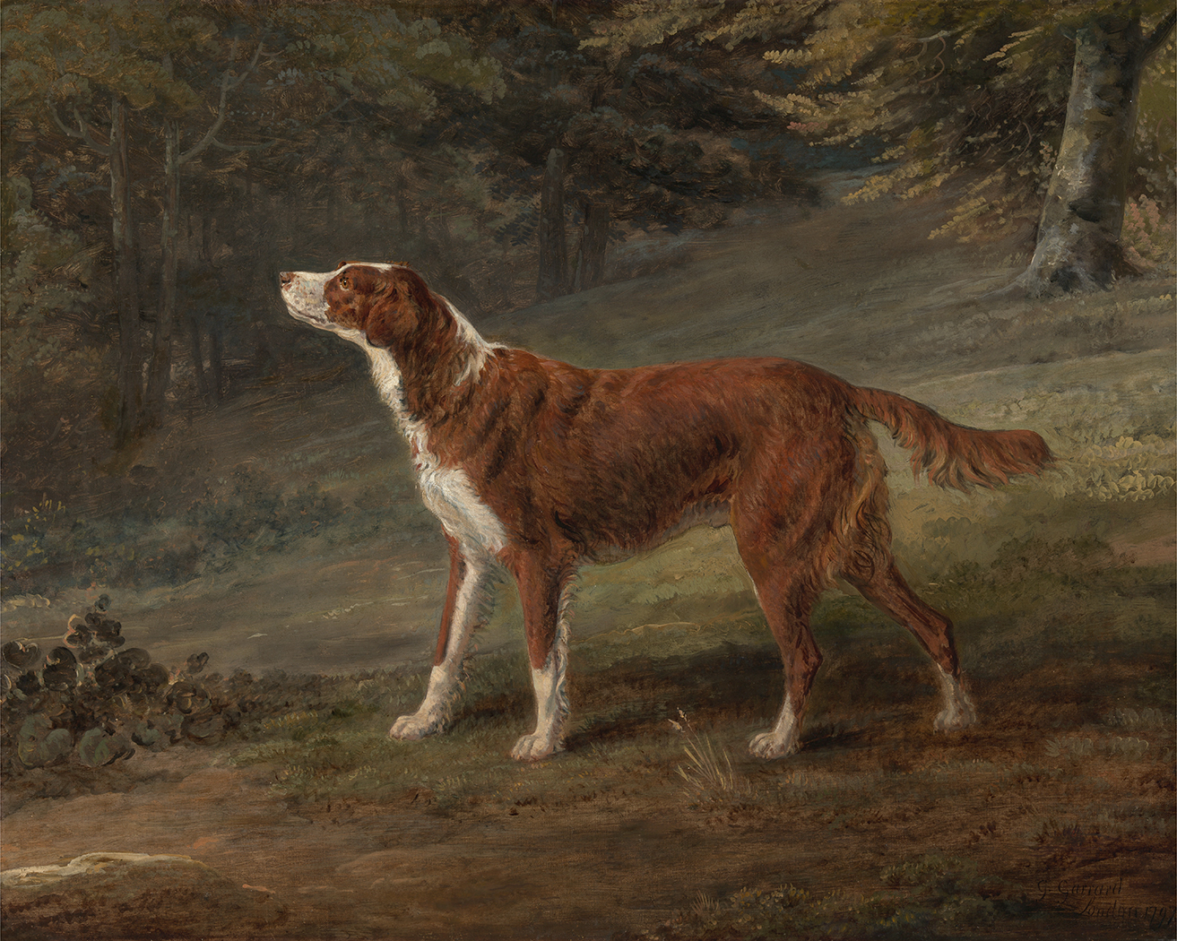 Dogs/Cats Dogs Irish Red and White Setter Dog ...