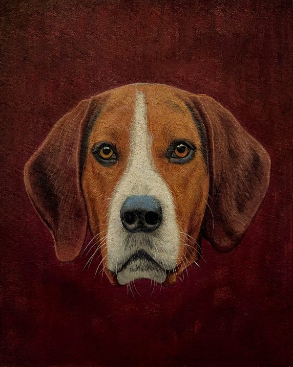 Dogs/Cats Dogs Fox Hound Portrait