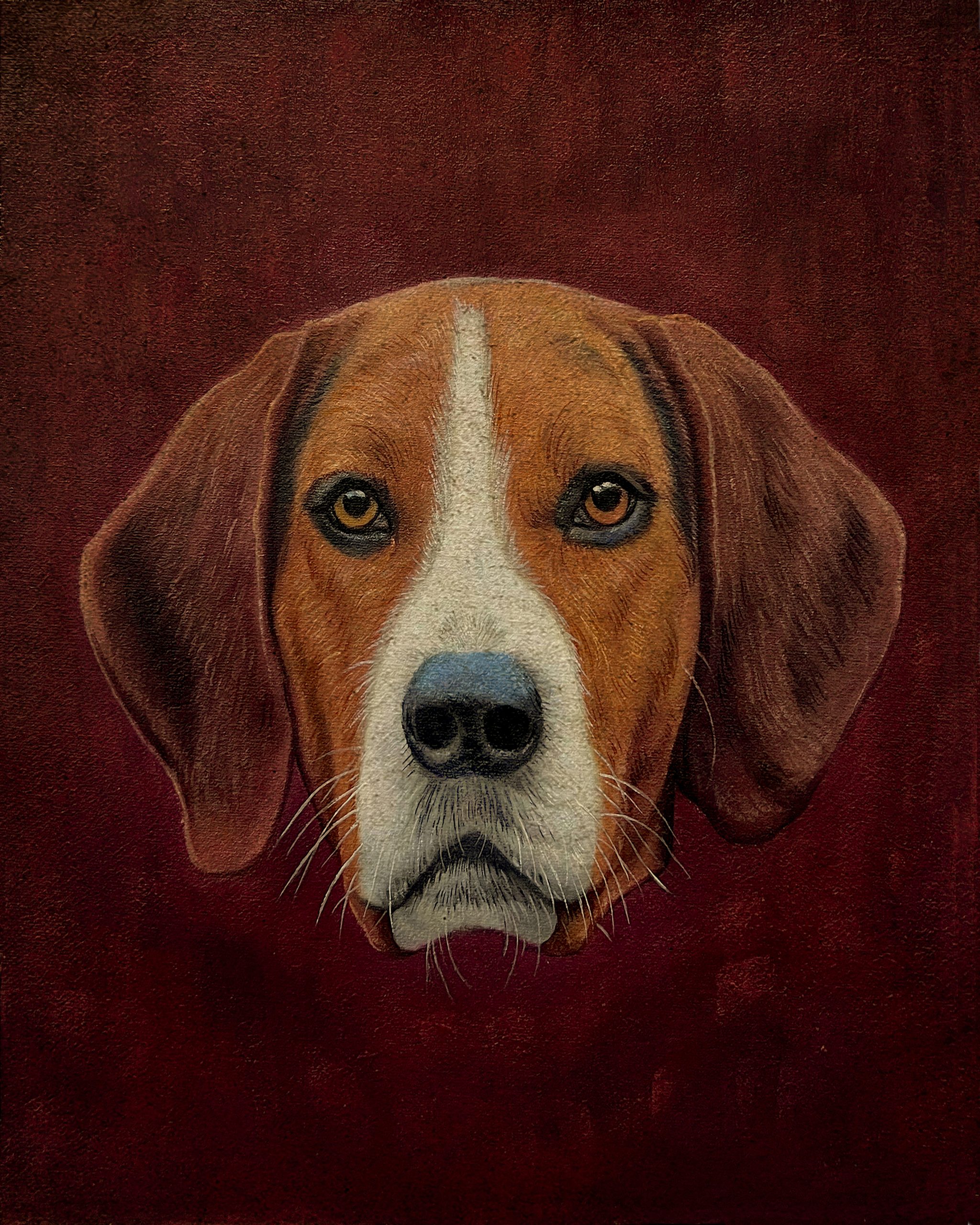 Dogs/Cats Dogs Fox Hound Portrait ...