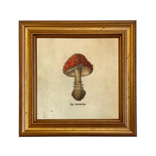 Botanical Botanical/Zoological Ag. Muscarius Mushroom Vintage Style Illustration Framed Print