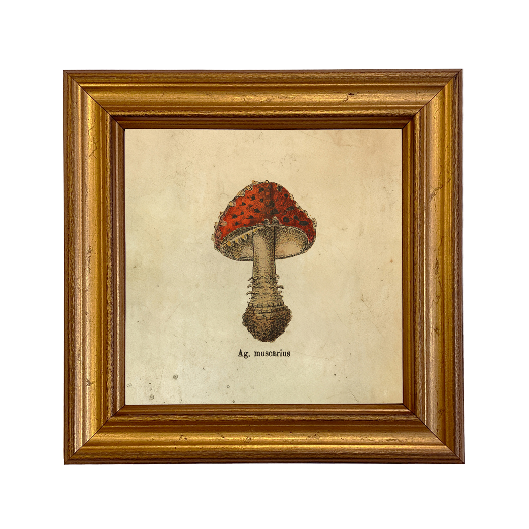 Botanical Botanical/Zoological Ag. Muscarius Mushroom Vintage Style Illustration  ...