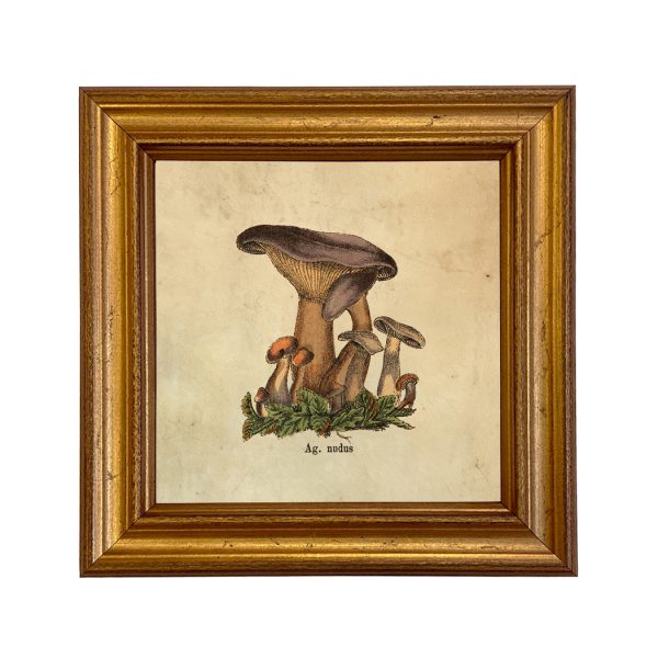 Botanical Botanical/Zoological Ag. Nudus Mushroom Vintage Style Illustration Framed Print