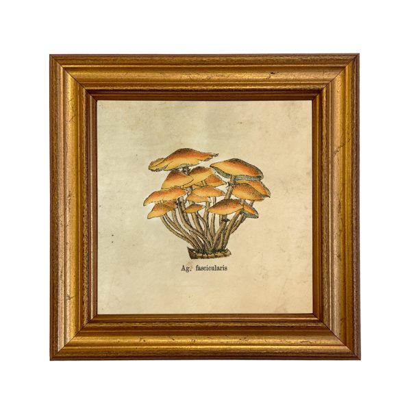 Botanical Botanical/Zoological Ag. Fascicularis Mushroom Vintage Style Illustration Framed Print