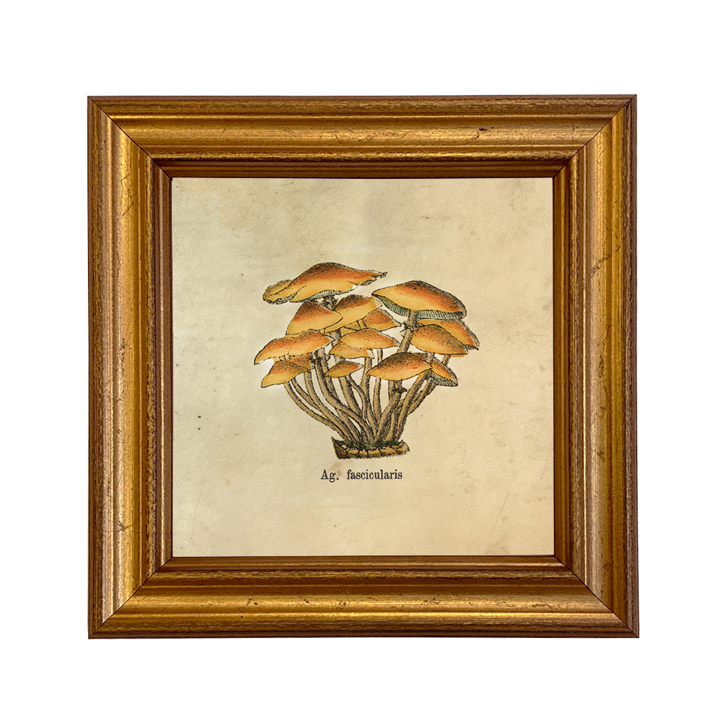 Botanical Botanical/Zoological Ag. Fascicularis Mushroom Vintage Style Illustrati ...