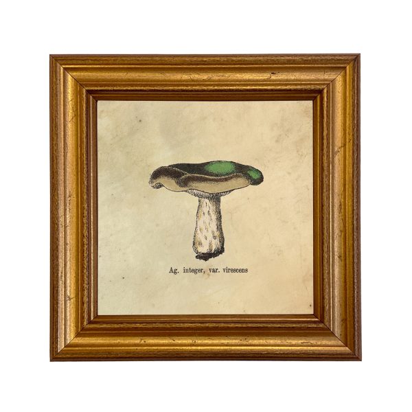 Botanical Botanical/Zoological Ag Integer Mushroom Vintage Style Illustration Framed Print