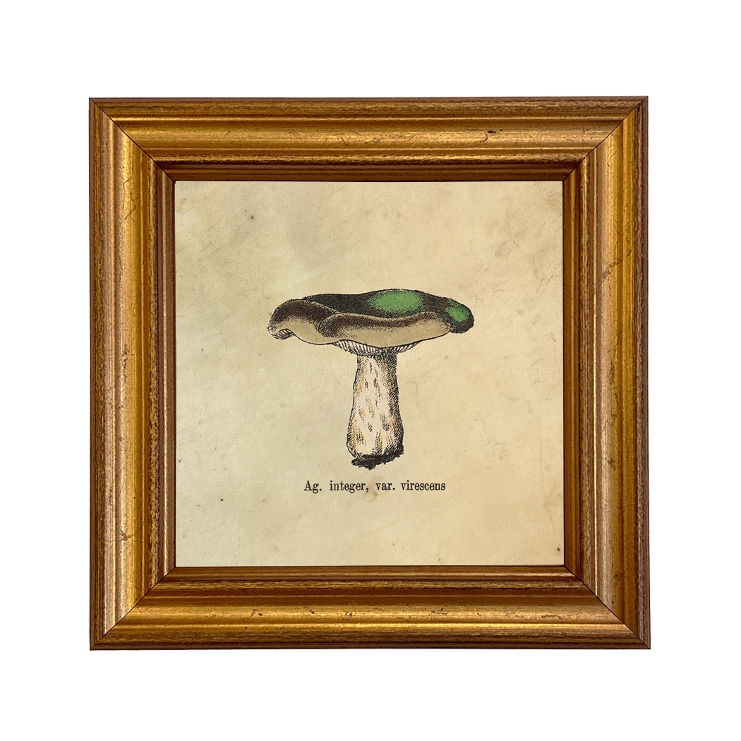 Botanical Botanical/Zoological Ag Integer Mushroom Vintage Style Illustration Fra ...