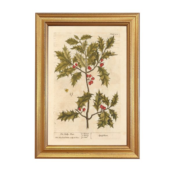 Botanical Botanical/Zoological Holly Tree Winter Botanical Framed Print