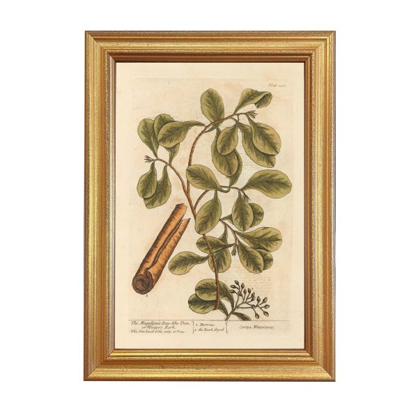 Botanical Botanical/Zoological Winter’s Bark Winter Botanical Framed Print