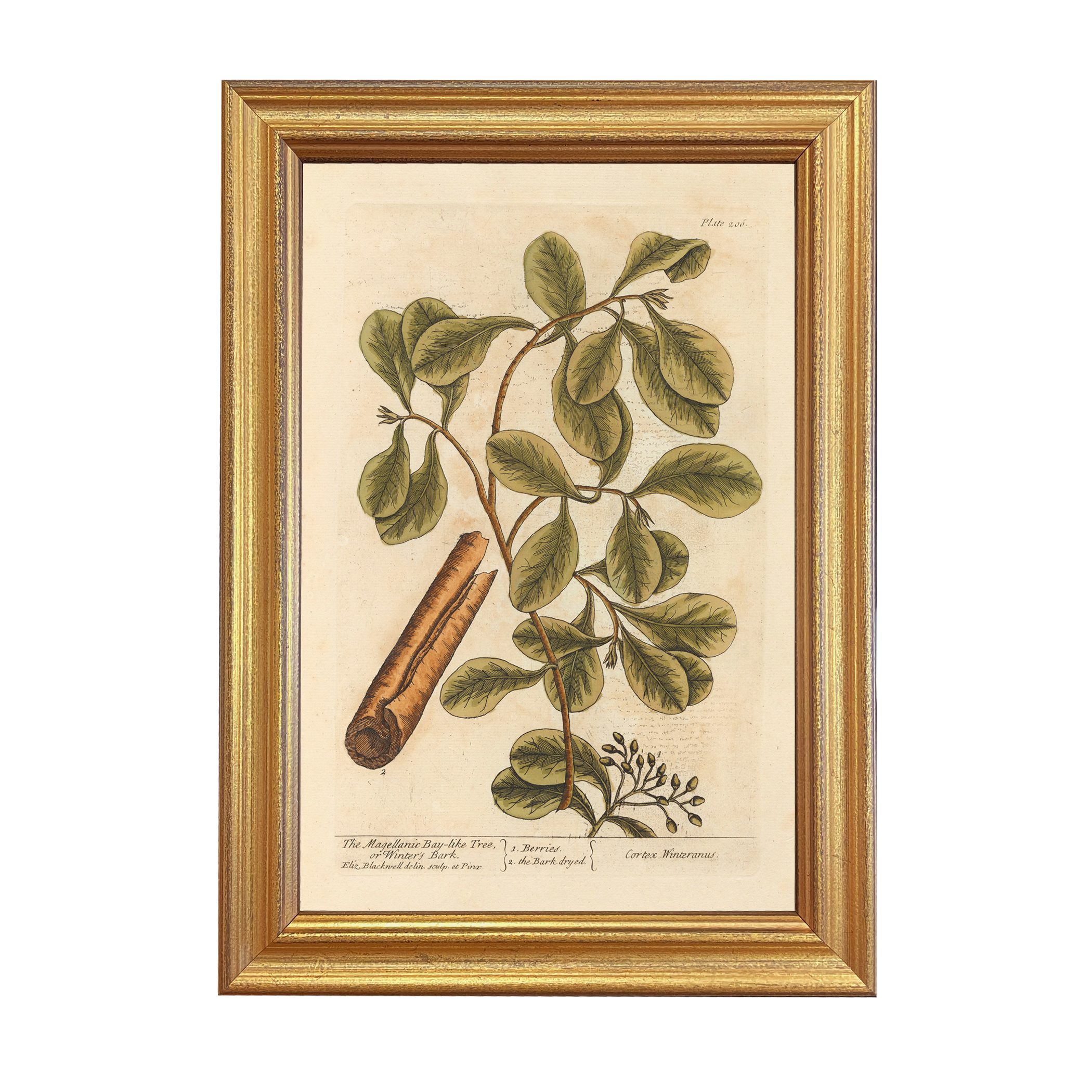 Botanical Botanical/Zoological Winter’s Bark Winter Botanical Framed Print ...