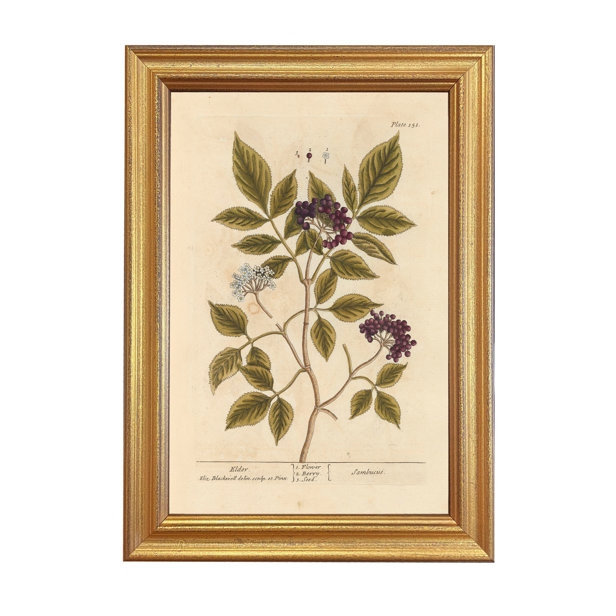 Botanical Botanical/Zoological Elderberry Winter Botanical Framed Print ...