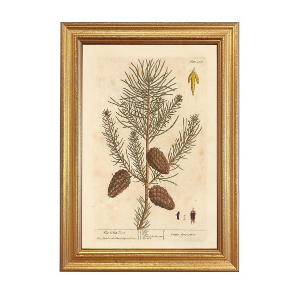 Botanical Botanical/Zoological Wild Pine Winter Botanical Framed Print