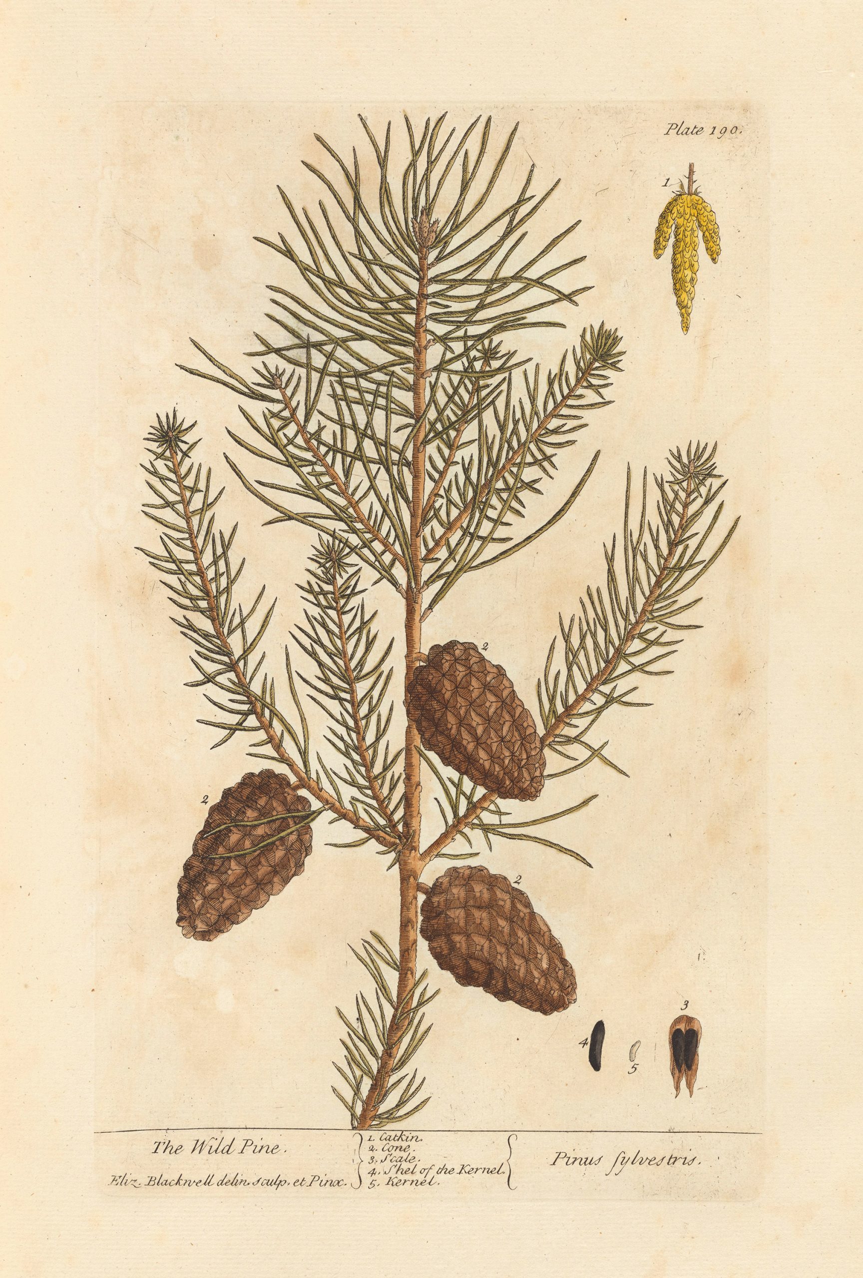 Botanical Botanical/Zoological Wild Pine Winter Botanical Framed Print ...