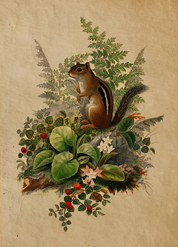 Cabin/Lodge Cottagecore Woodland Chipmunk Cottagecore Framed Reproduction  ...