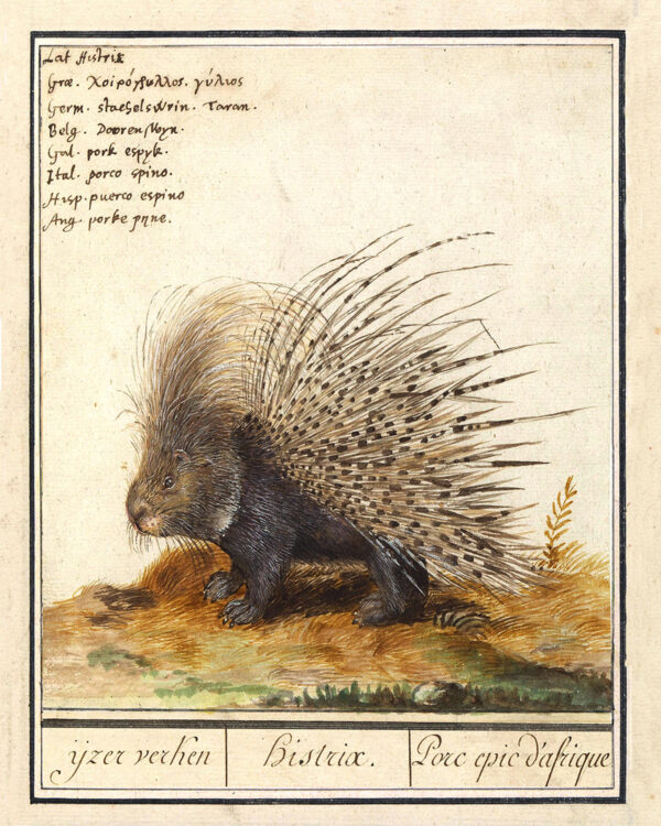 Cabin/Lodge Botanical/Zoological Porcupine Illustration Framed Print Behind Glass