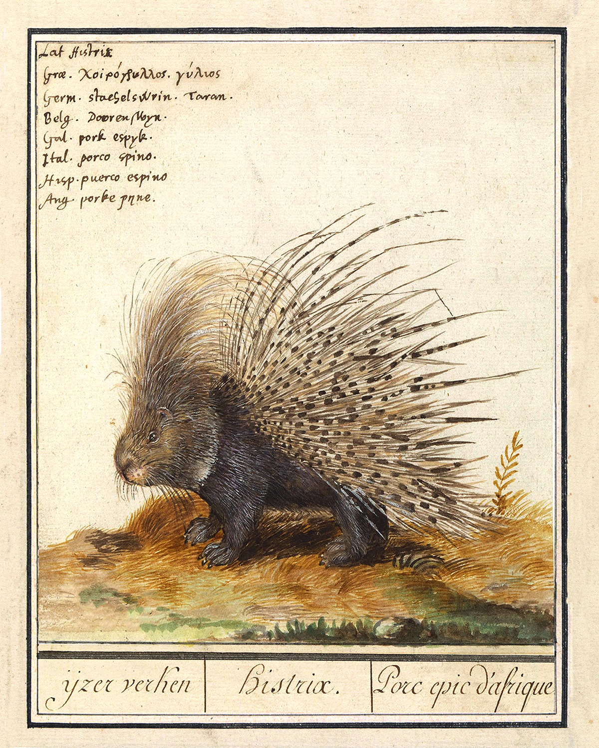 Cabin/Lodge Botanical/Zoological Porcupine Illustration Framed Print Behind Glass ...