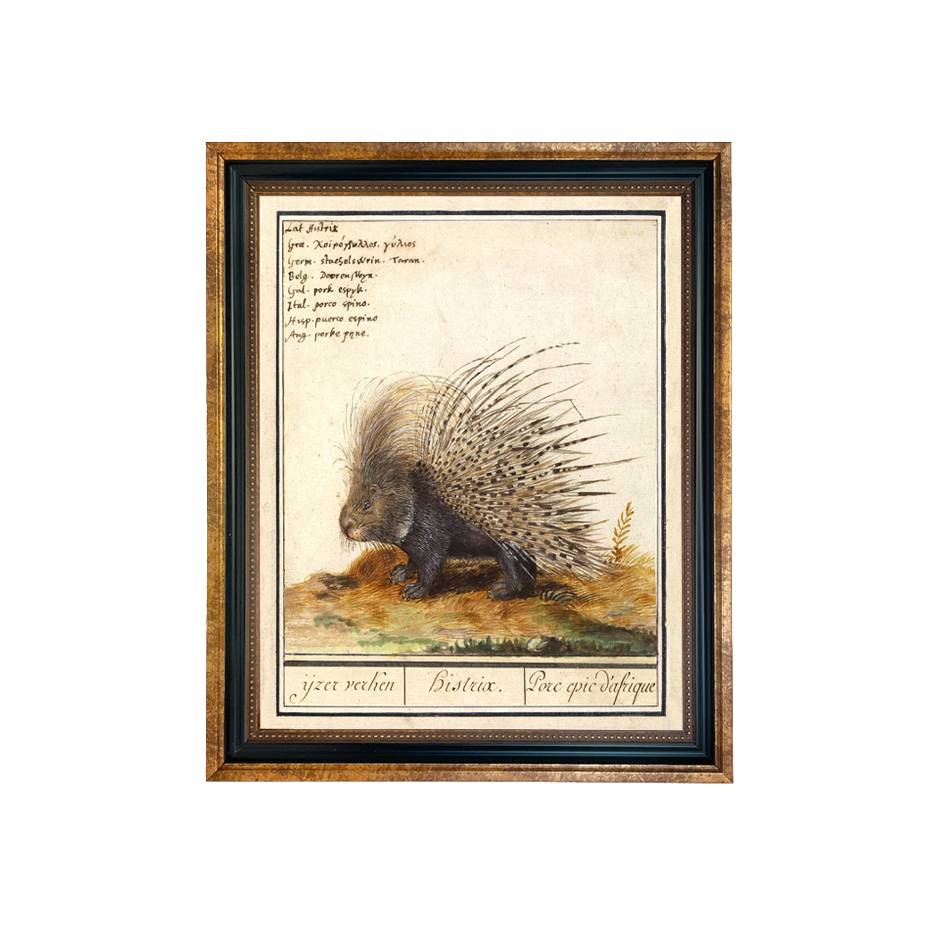 Cabin/Lodge Botanical/Zoological Porcupine Illustration Framed Print Behind Glass ...