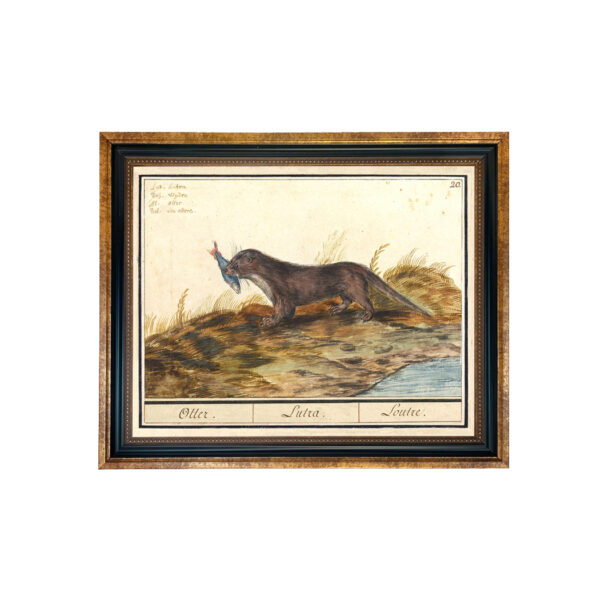 Cabin/Lodge Botanical/Zoological Otter Illustration Framed Print Behind Glass