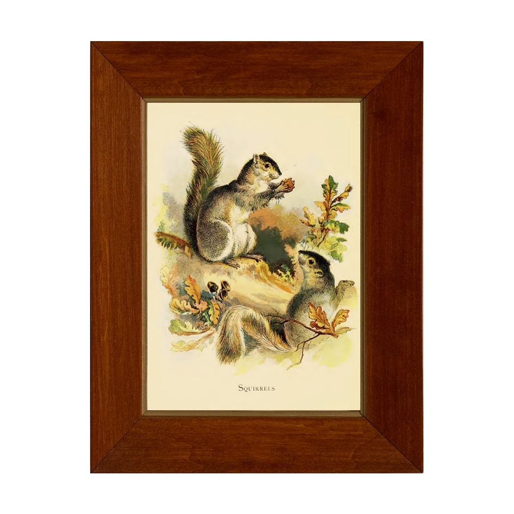 Cabin/Lodge Cabin/Lodge Squirrels Vintage Children’s Book Illustrati ...