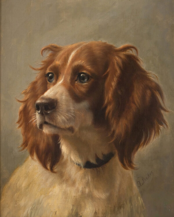 Dogs/Cats Dogs Spaniel Portrait