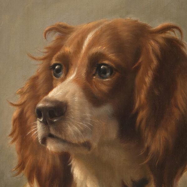 Dogs/Cats Dogs Spaniel Portrait