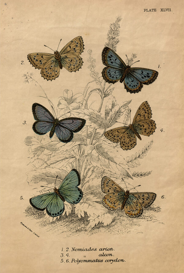 Botanical Botanical/Zoological Vintage Butterfly Illustration