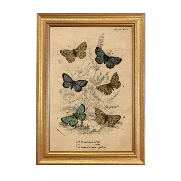 Botanical Botanical/Zoological Vintage Butterfly Illustration