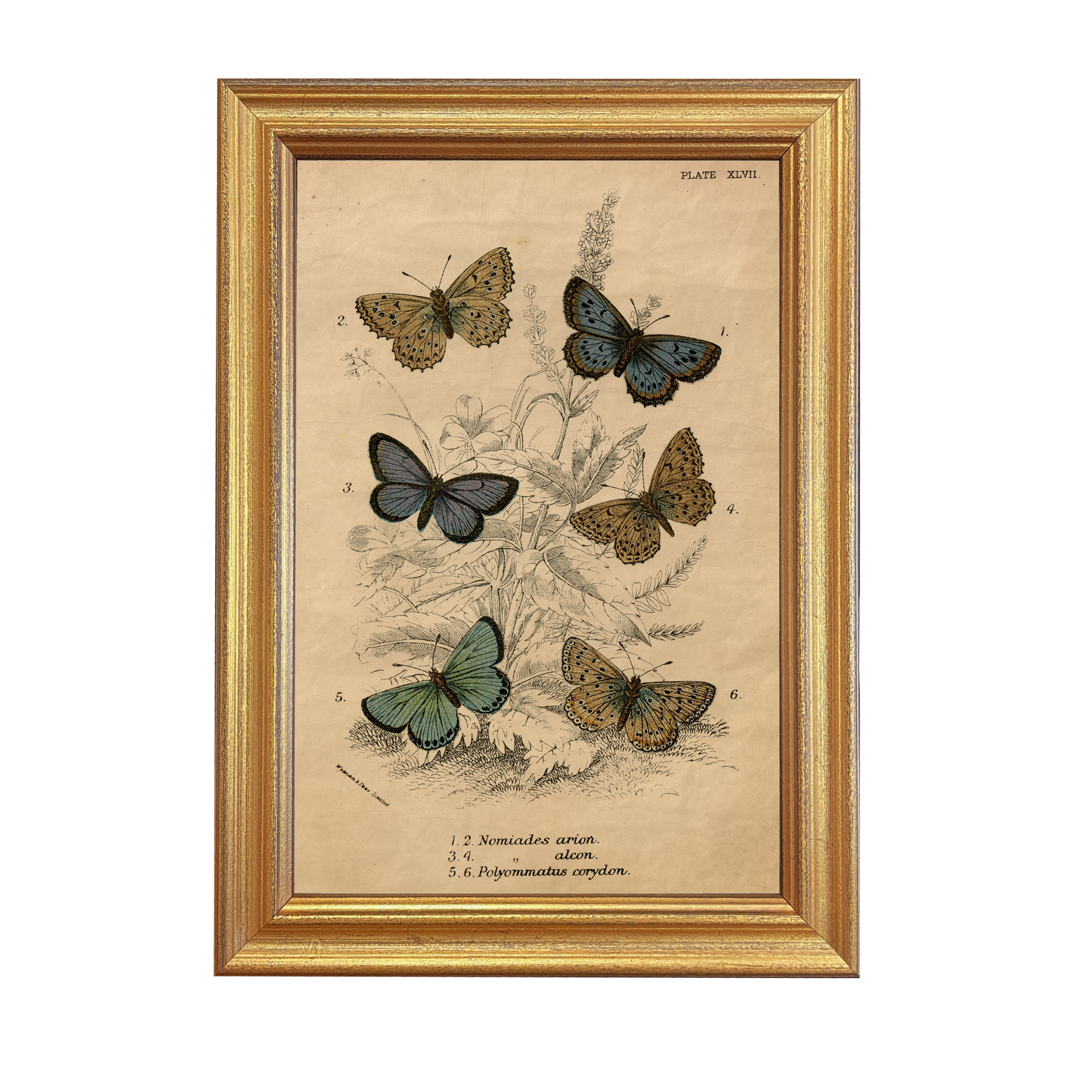 Botanical Botanical/Zoological Vintage Butterfly Illustration ...