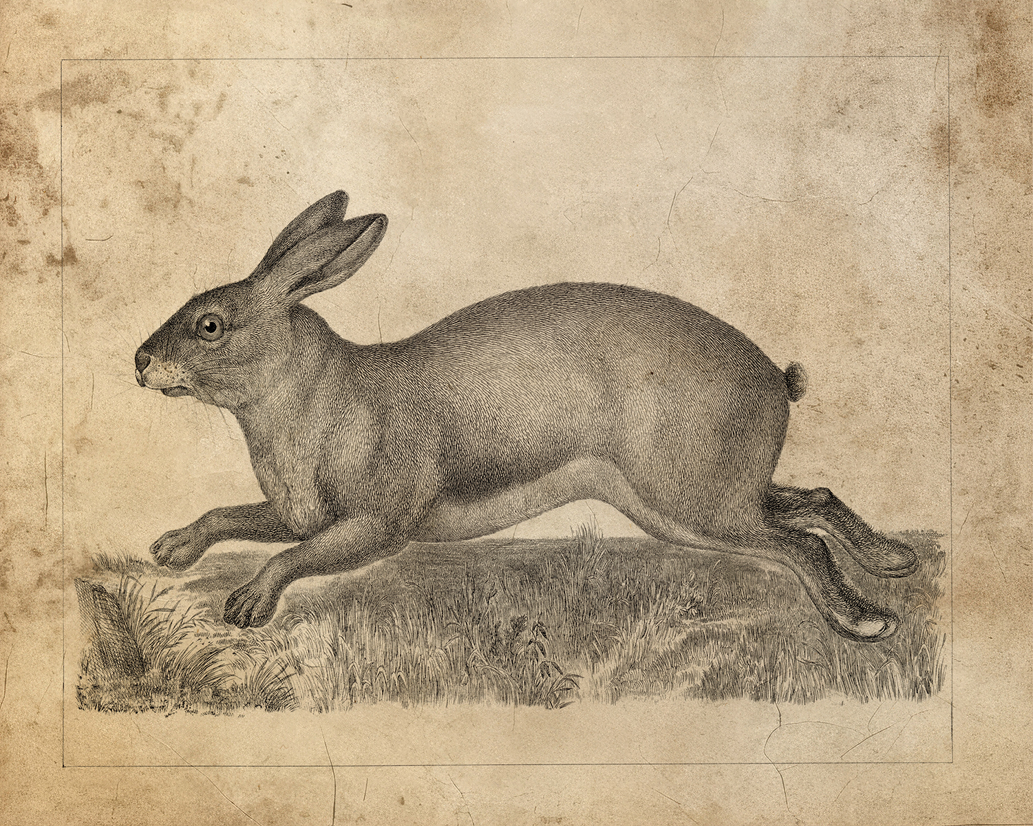 Easter Easter Brown Hare Vintage Illustration Framed Print