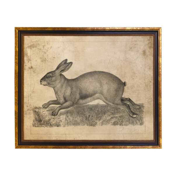 Easter Easter Brown Hare Vintage Illustration Framed Print