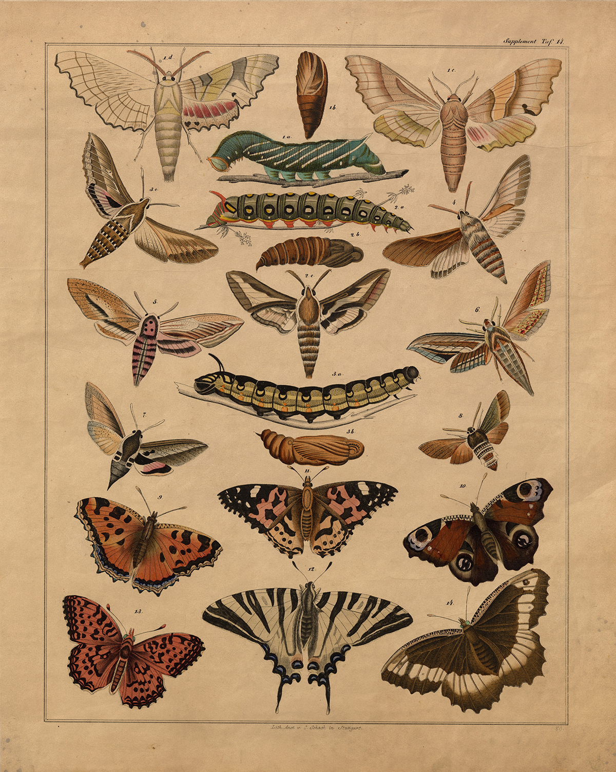 Botanical Botanical/Zoological Vintage Butterfly Lithograph ...