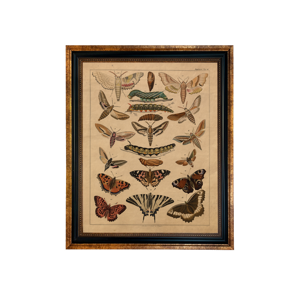 Botanical Botanical/Zoological Vintage Butterfly Lithograph ...