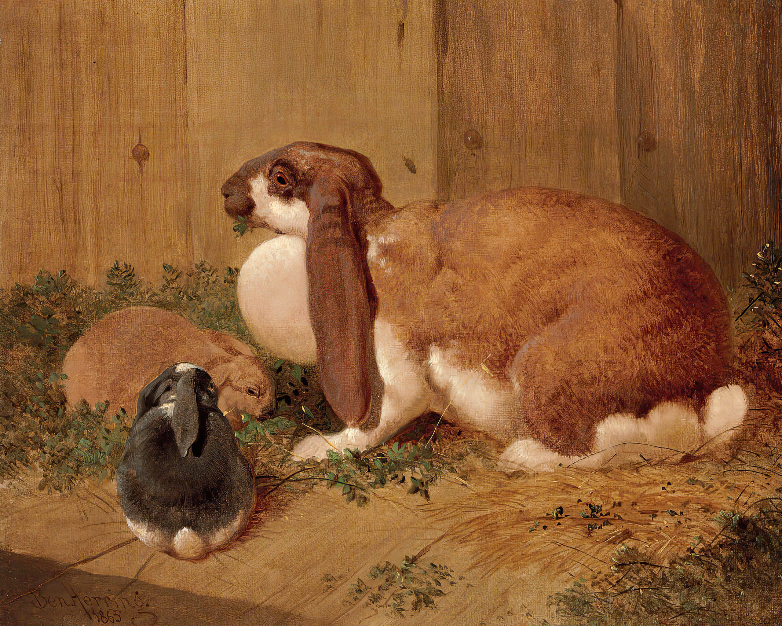 Farm/Pastoral Easter Lop Eared Rabbits