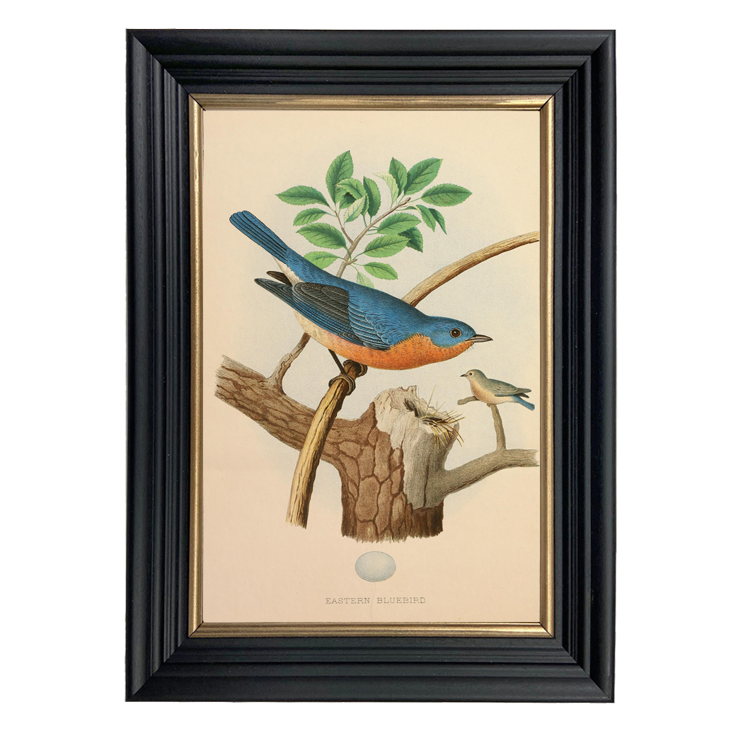 Botanical Botanical/Zoological Vintage Eastern Bluebird Illustration Framed Print ...