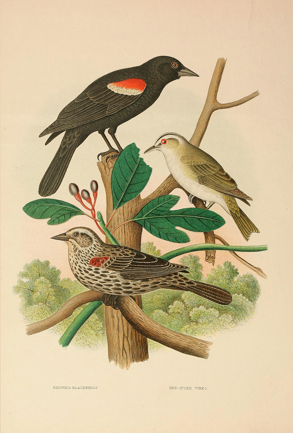 Botanical Botanical/Zoological Vintage Redwing Blackbird and Red-Eyed Vireo Illus ...