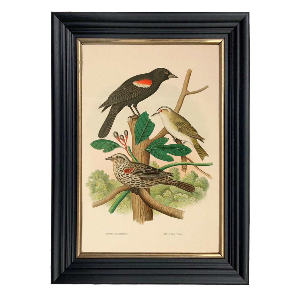 Botanical Botanical/Zoological Vintage Redwing Blackbird and Red-Eyed Vireo Illus ...