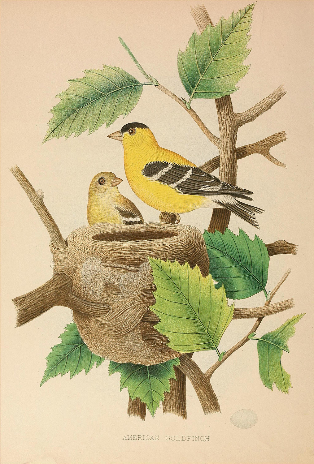 Botanical Botanical/Zoological Vintage American Goldfinch Illustration Framed Pri ...