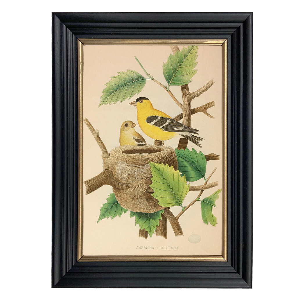Botanical Botanical/Zoological Vintage American Goldfinch Illustration Framed Pri ...