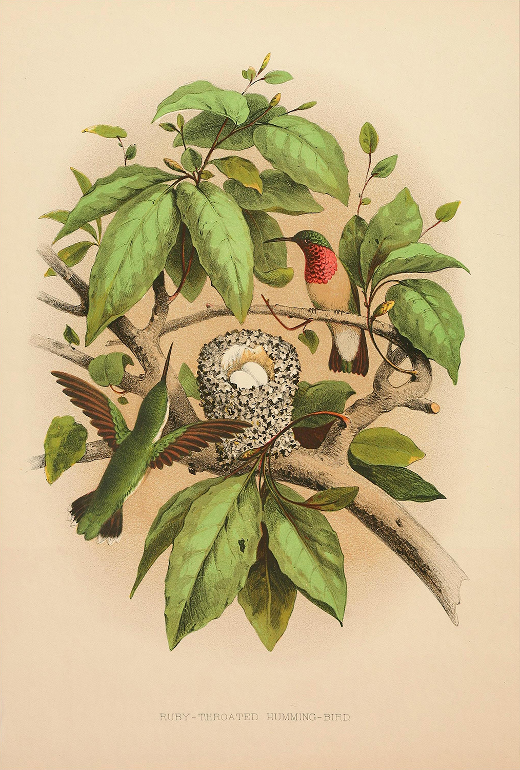 Botanical Botanical/Zoological Vintage Ruby-Throated Hummingbird Illustration Fra ...