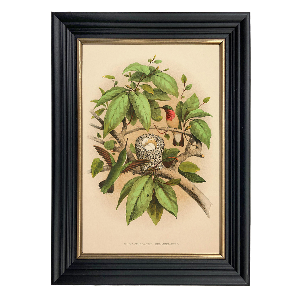 Botanical Botanical/Zoological Vintage Ruby-Throated Hummingbird Illustration Fra ...
